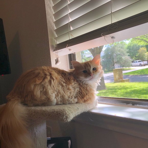 Meet your Posher, Nadia - Picture 2 of 3